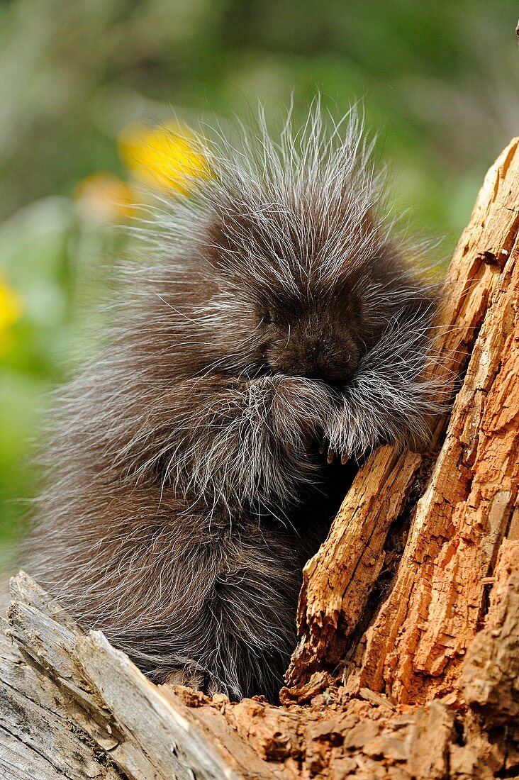 Porcupine Erethizon dorsatum Adult