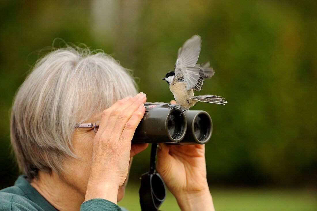 Woman with binoculars and black-capped chickadee