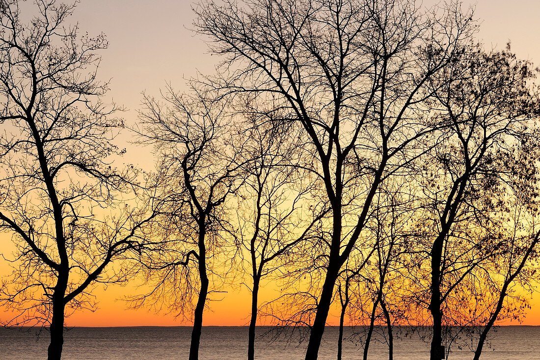 Tree silhouettes along shore of Lake Winnipeg at dawn