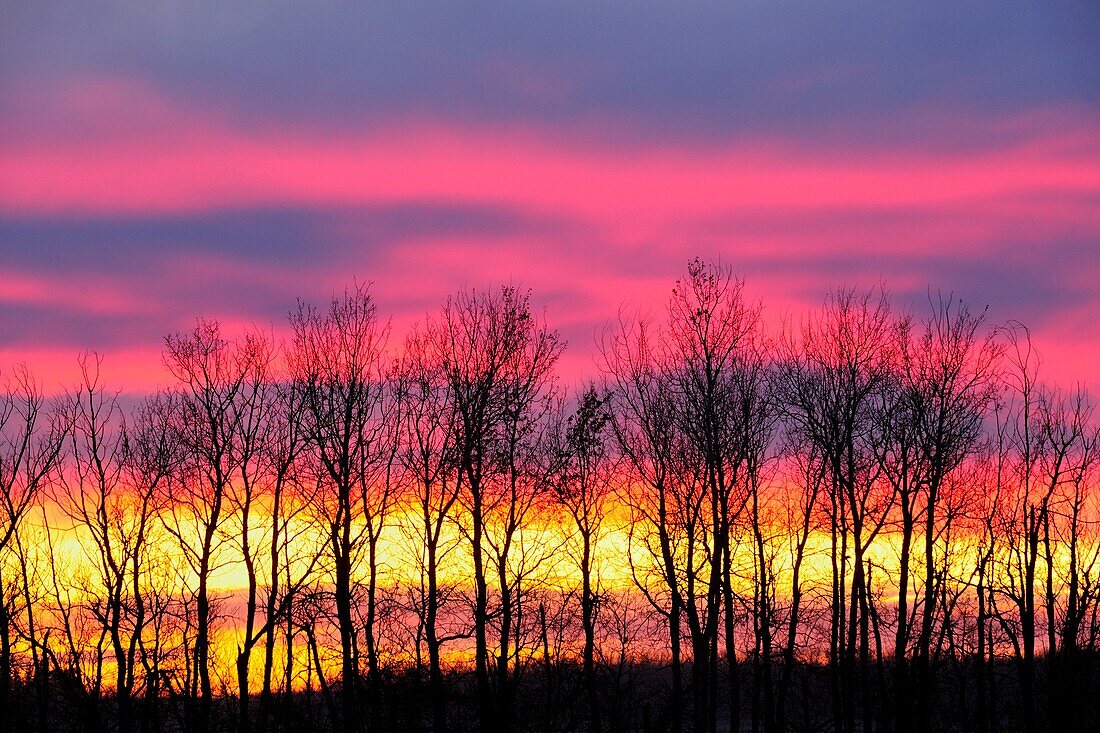 Sunset skies and tree silhouettes