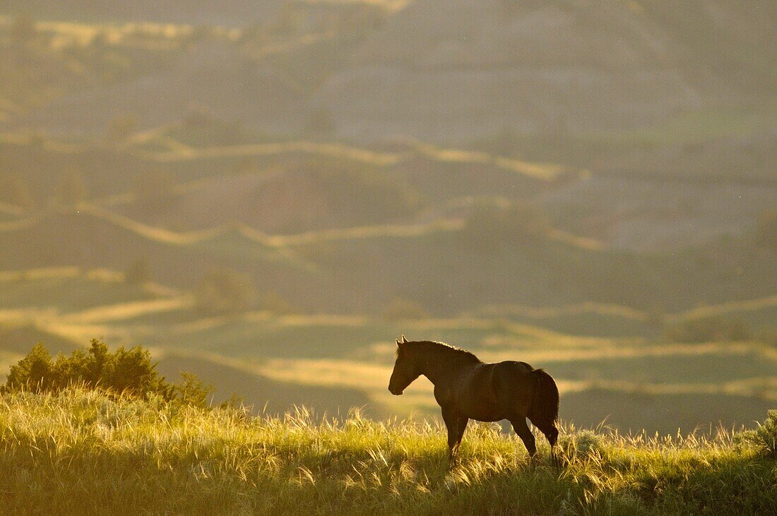 Feral Horse Wild Horse Equus caballus