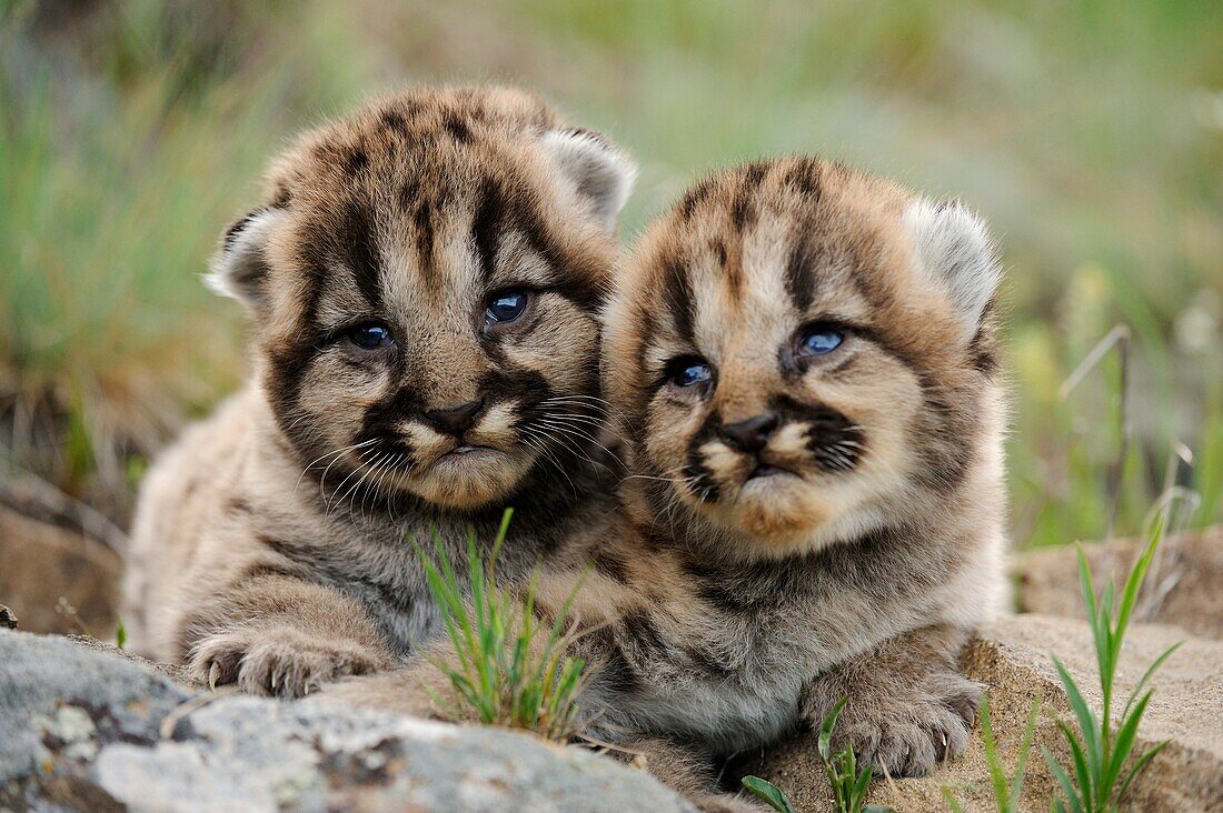 Mountain lion Felis concolor kittens