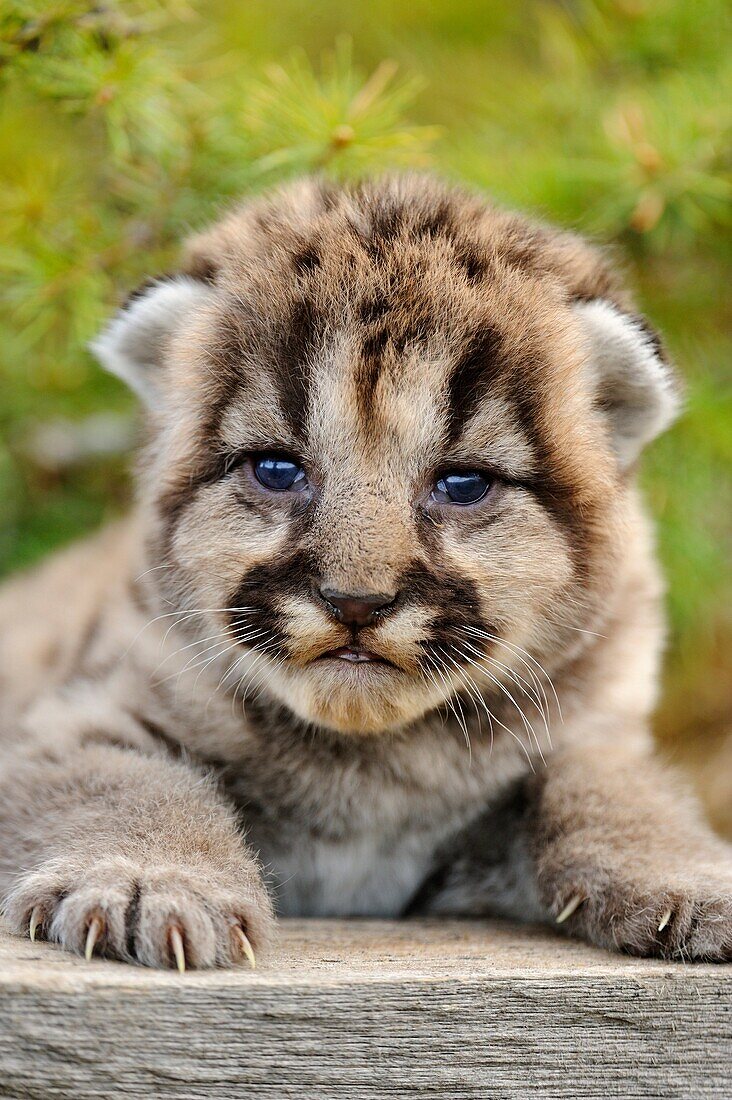 Mountain lion Felis concolor kitten