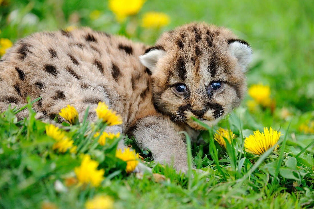 Mountain lion Felis concolor kitten