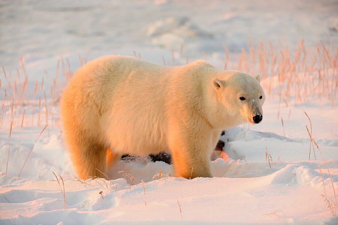 Polar bear Ursus maritimus