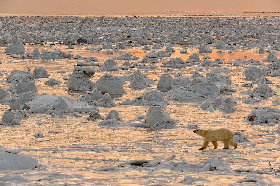 Polar bear Ursus maritimus walking on newly forming Hudson Bay ice