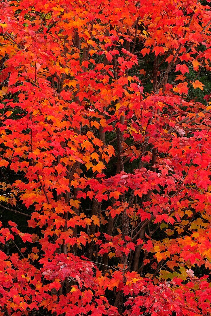 Red maple Acer rubrum Autumn foliage