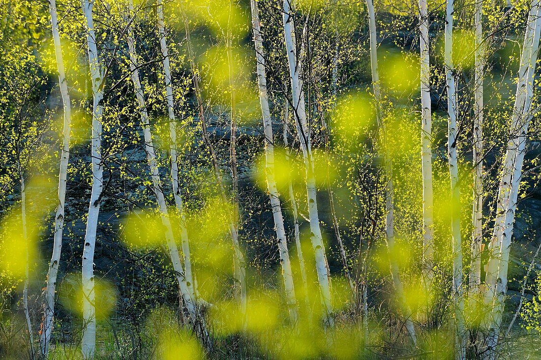 Spring trees as seen through out of focus leaves