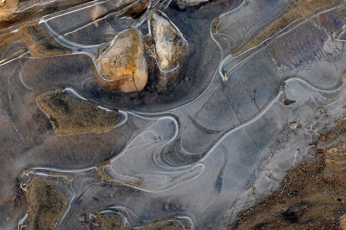 Clam shells embedded in ice along Lake Winnipeg shoreline