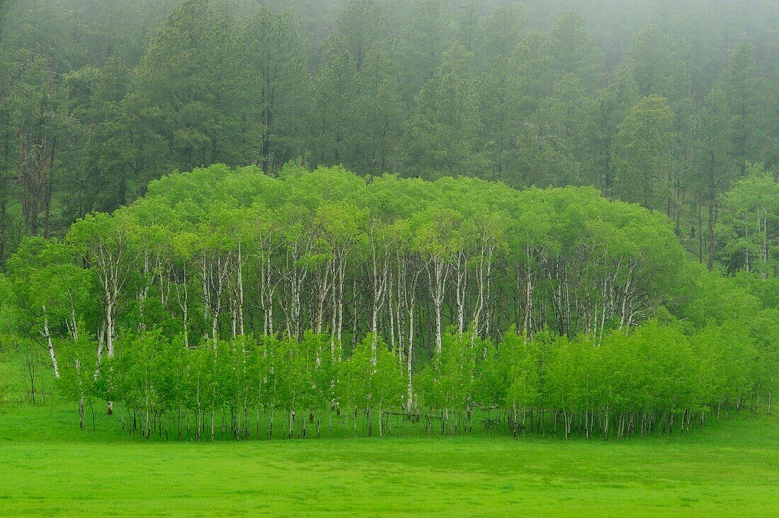 Line of spring aspens in fog