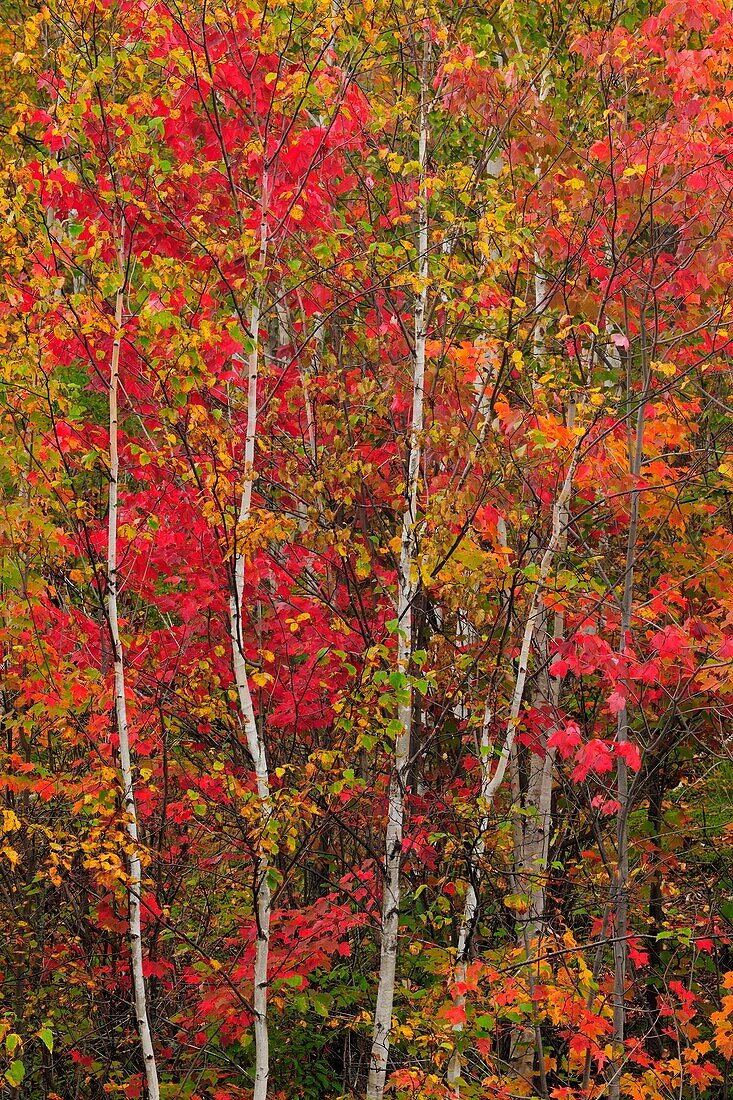 White birch tree trunks and maple trees in understory