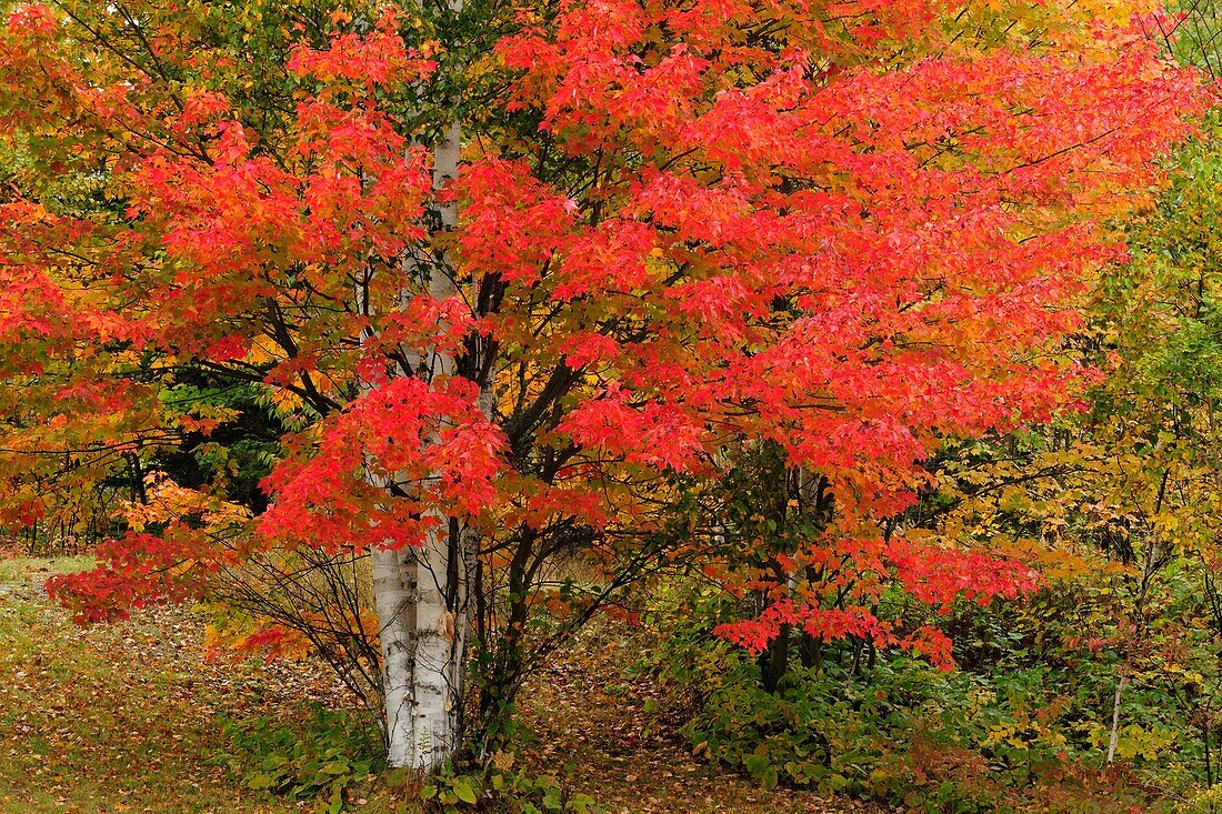 Red maple tree and white birch tree trunks