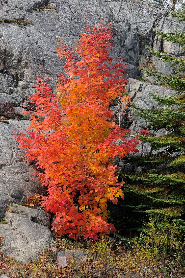Red maple and rock outcrop with spruce tree