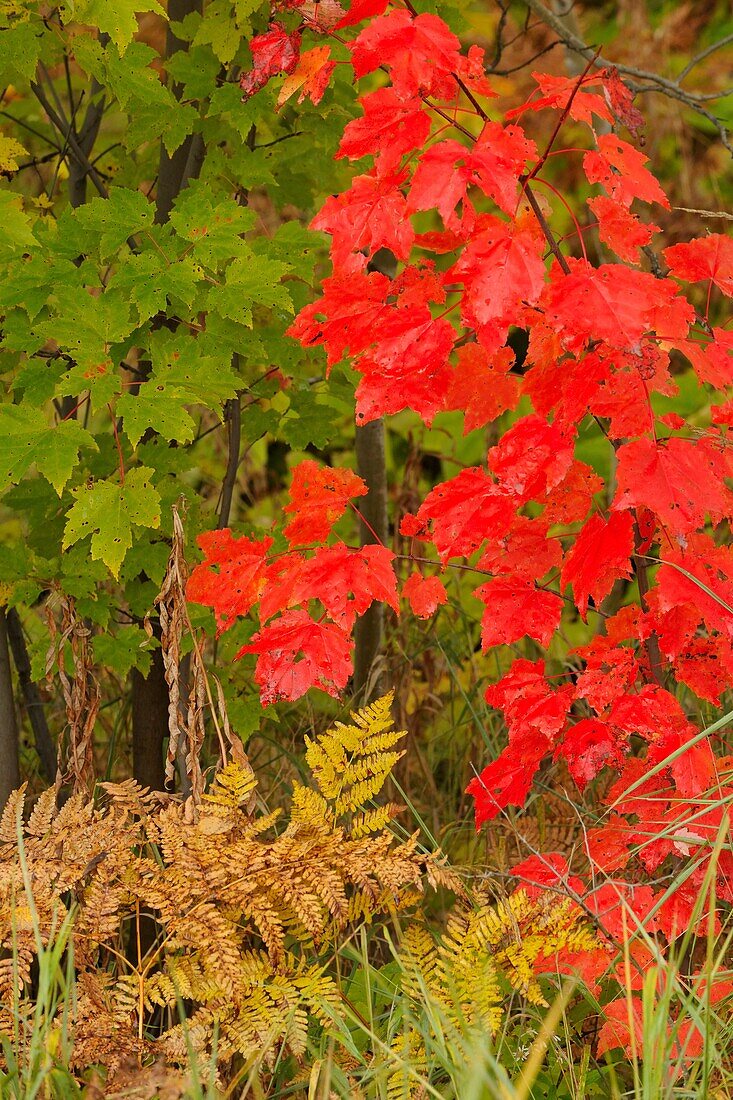 Red maple sapling and ferns