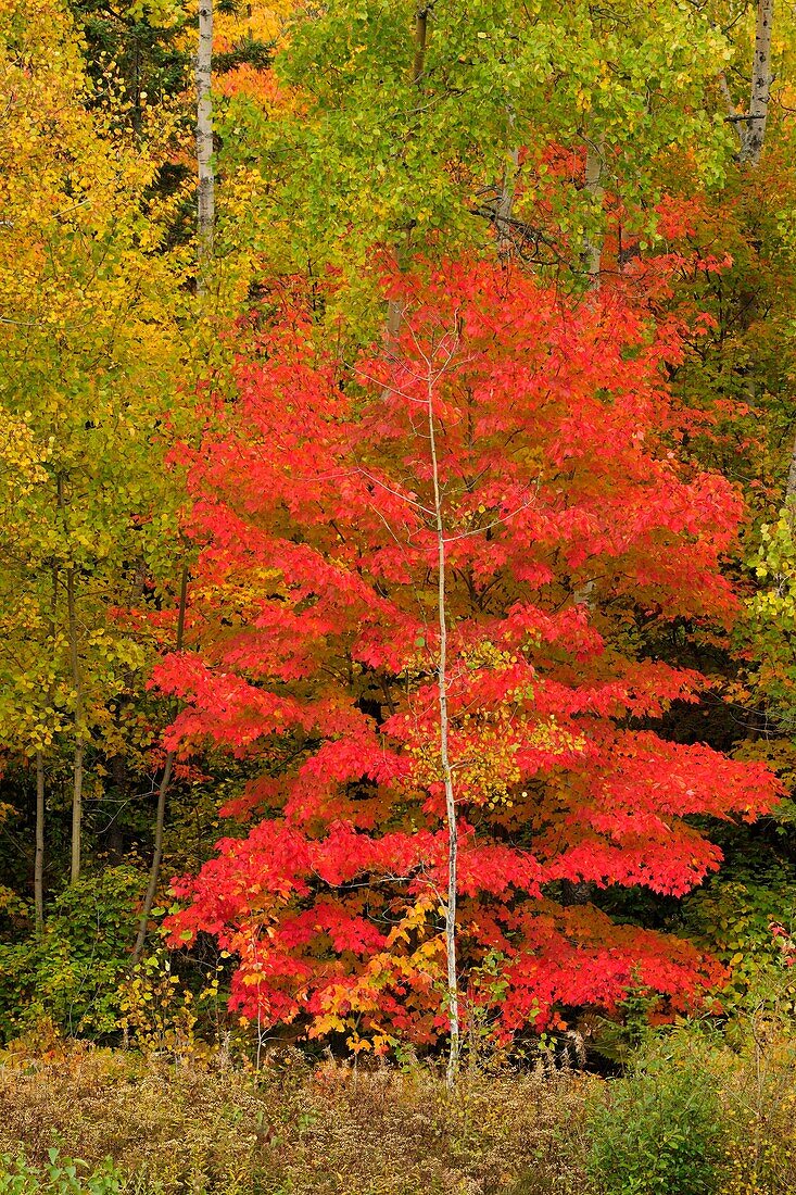 Red maples and aspens