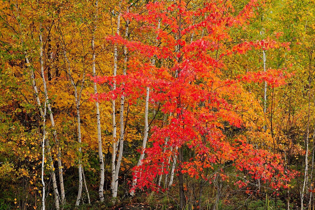 Red maple and birch trees