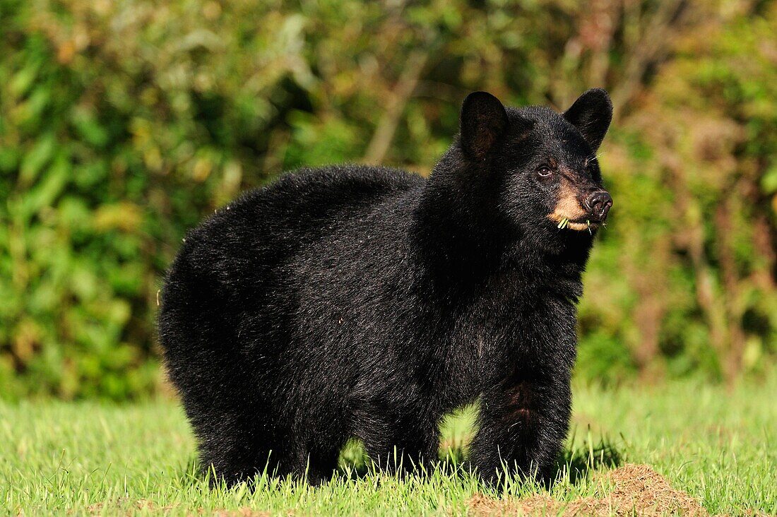 Black bear Ursus americanus Eating grass on residential lawn