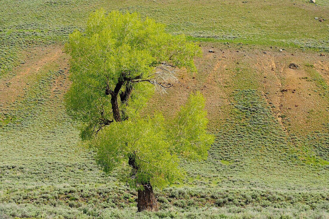 Spring cottonwood in the Lamar Valley