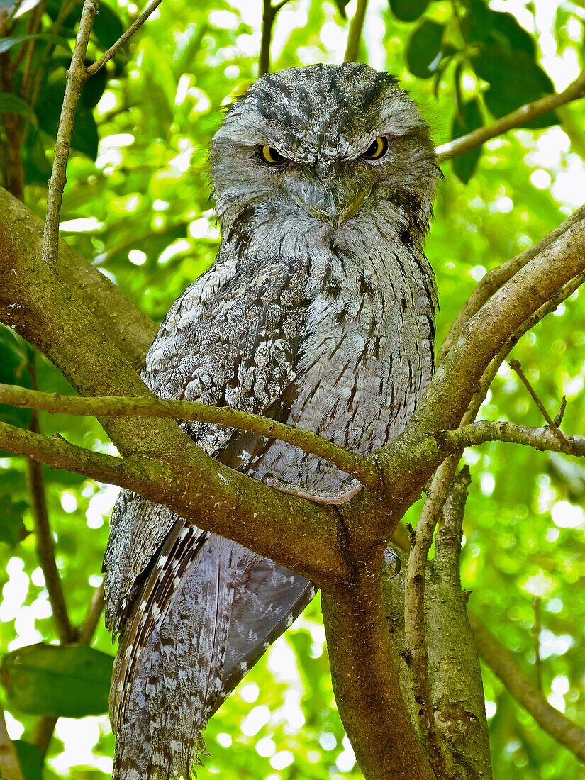 Fawny Frogmouth Podargus strigoides Mostly nocturnal, it roosts against a branch, laning trunk or broken stump They press their tail against the limb and adopt a stiff upright posture with the beak and forehead bristles pointed straight up blending …