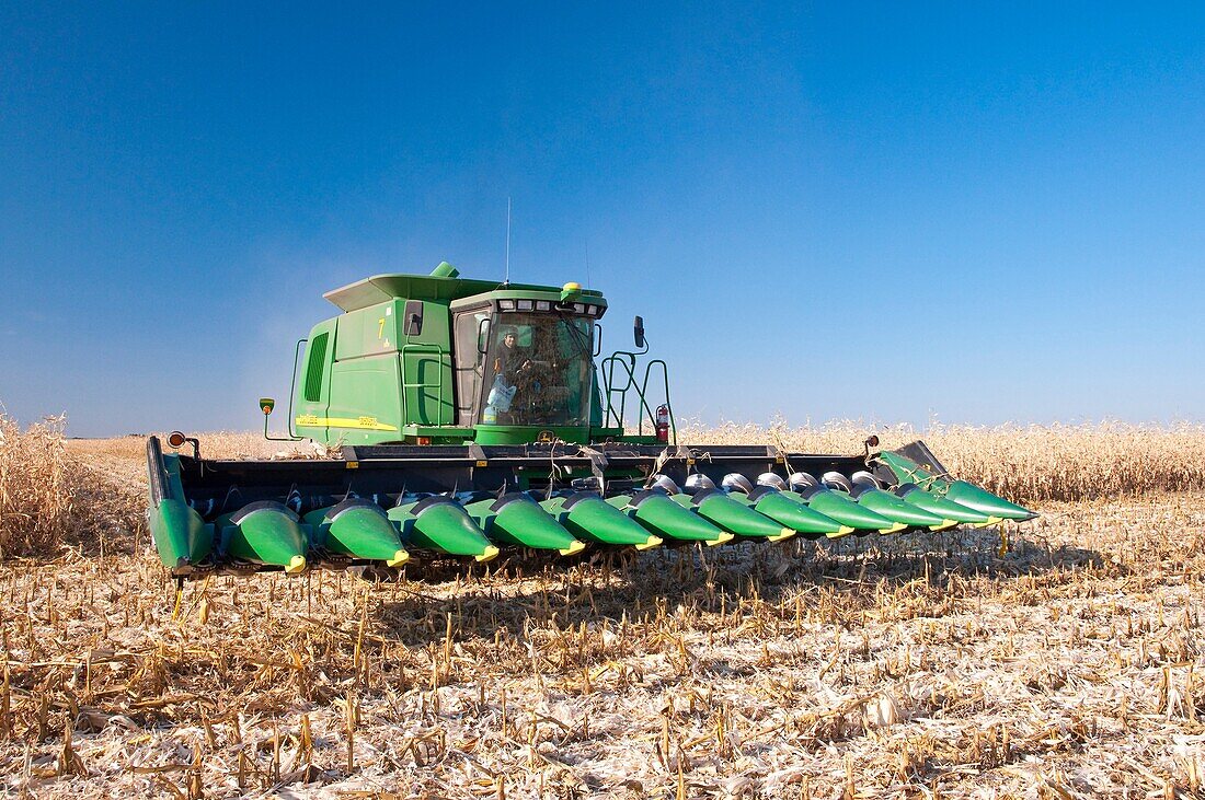 Corn harvest on the Froese farm near Winkler, Manitoba, Canada