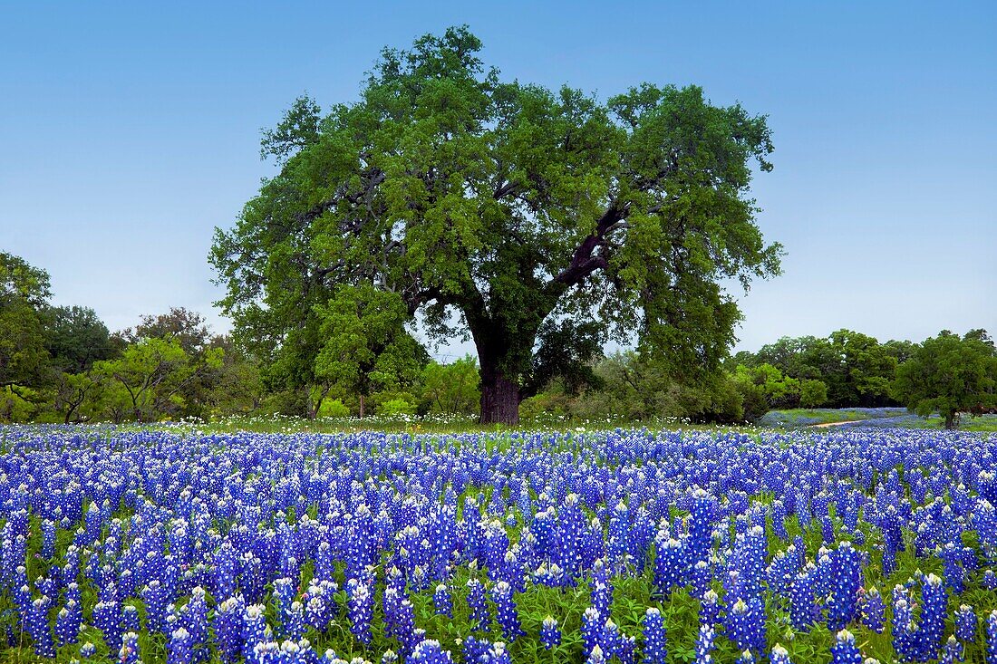 A large tree in a meadow of Texas bluebonnet wildlfowers in the hill country near Llano, Texas, USA.