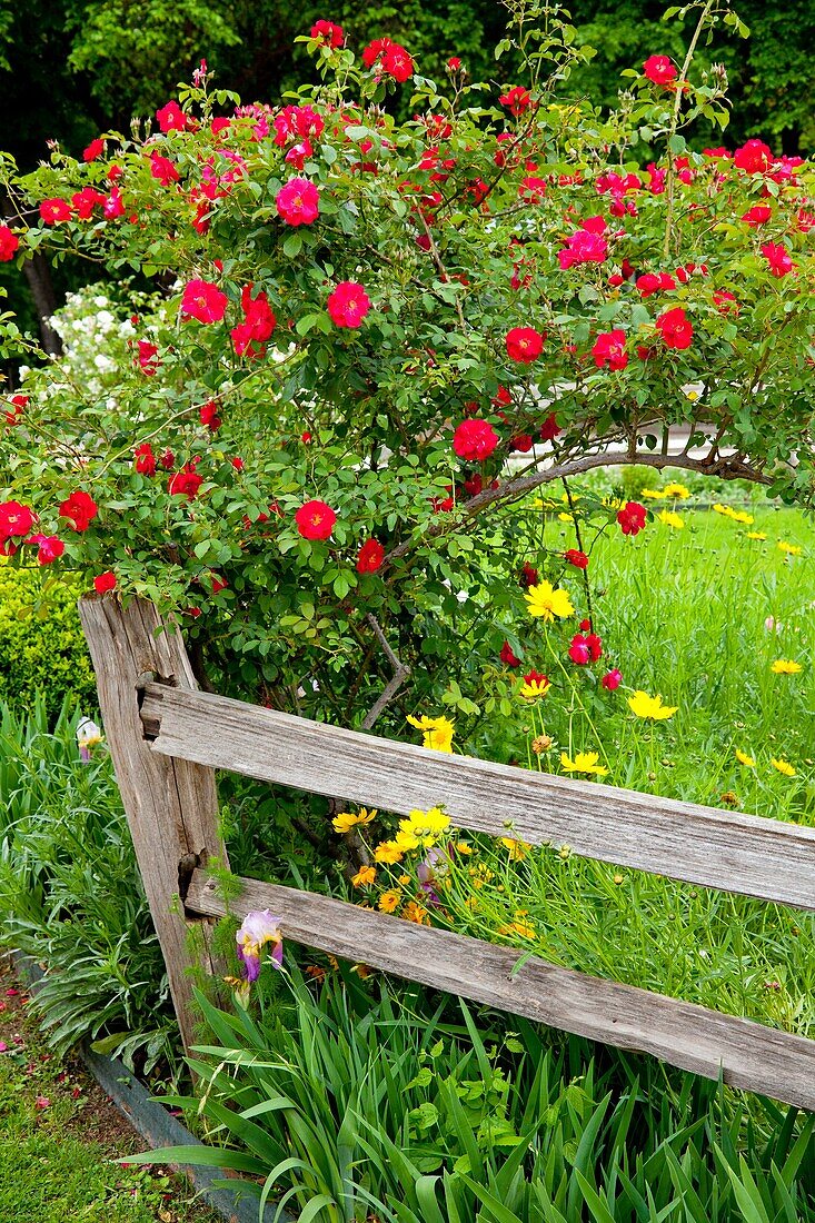 Deep pink roses and a rustic old fence at the Junction House restaurant in Kingsland, Texas, USA