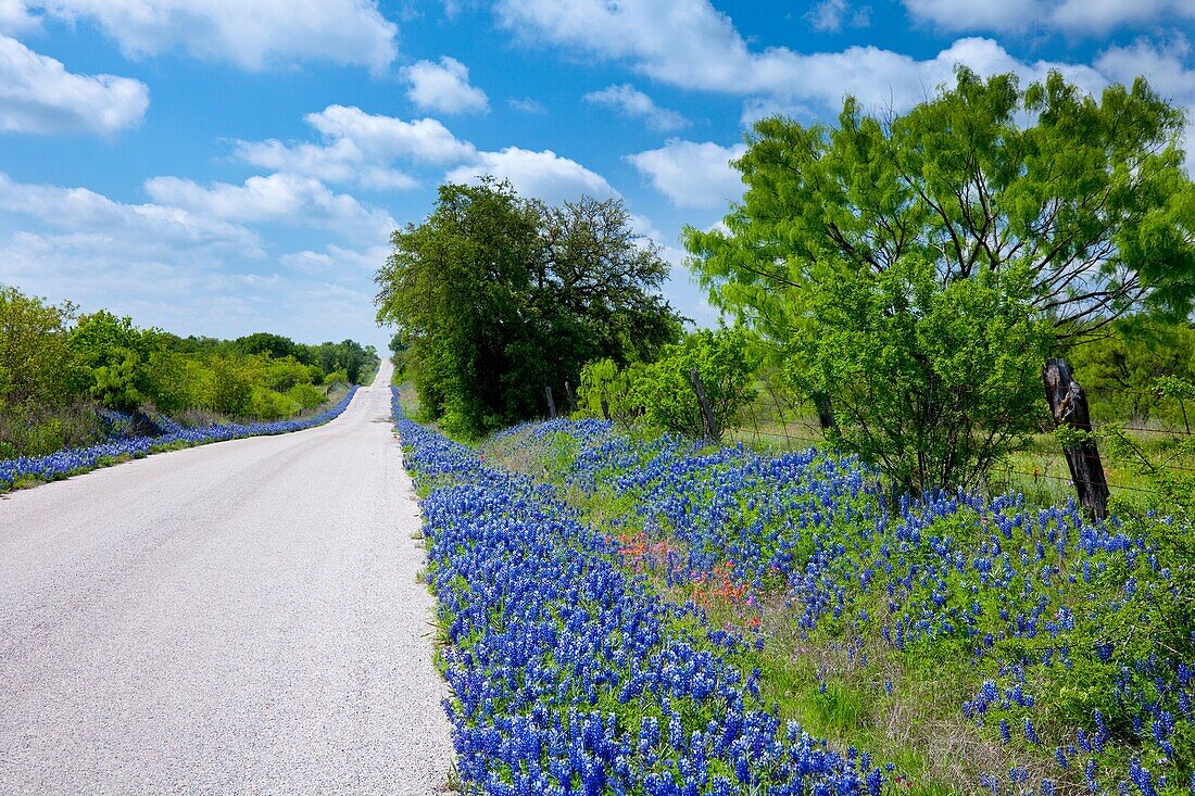 Roadside bluebonnets near Castell, Texas, USA