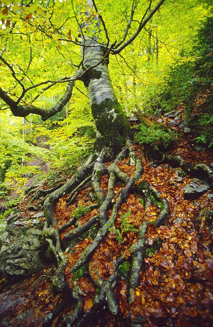 Valle de Añisclo Huesca Kordilleren-Pirenaika Spanien