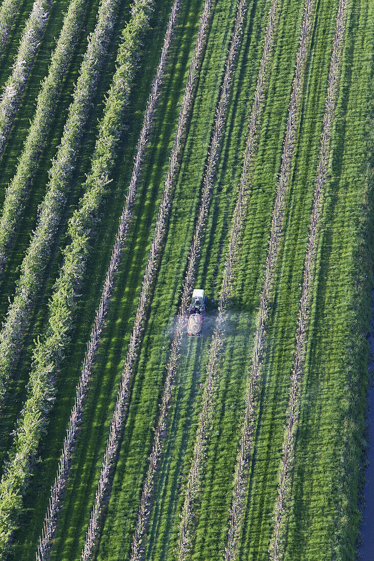 Aerial photo, rows of apple trees in blossom, tractor spraying, Lower Saxony, Germany