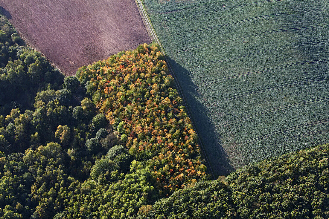 Luftbild, herbstliche Bäume am Feldrand, Feldstrukturen, Niedersachsen, Deutschland