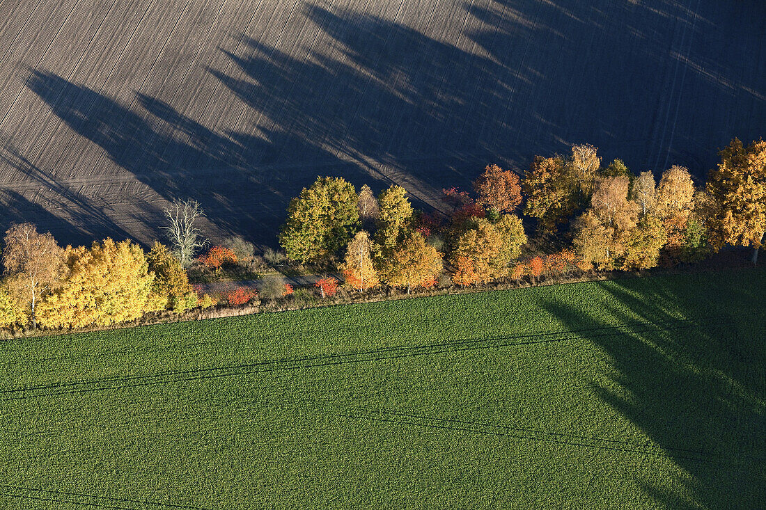 Aerial view of a hedge with autumn coloured trees and bushes, ploughed field and green crops, Lower Saxony, Germany