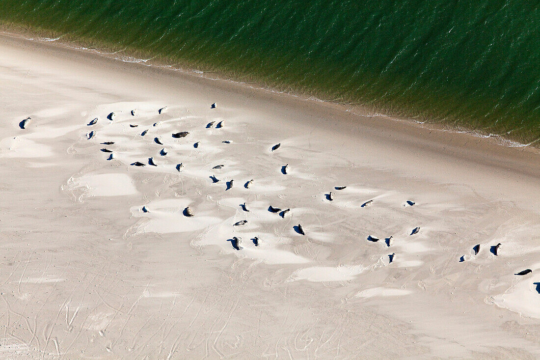 Seehunde sonnenbaden auf Sandbank, Niedersachsen, Deutschland