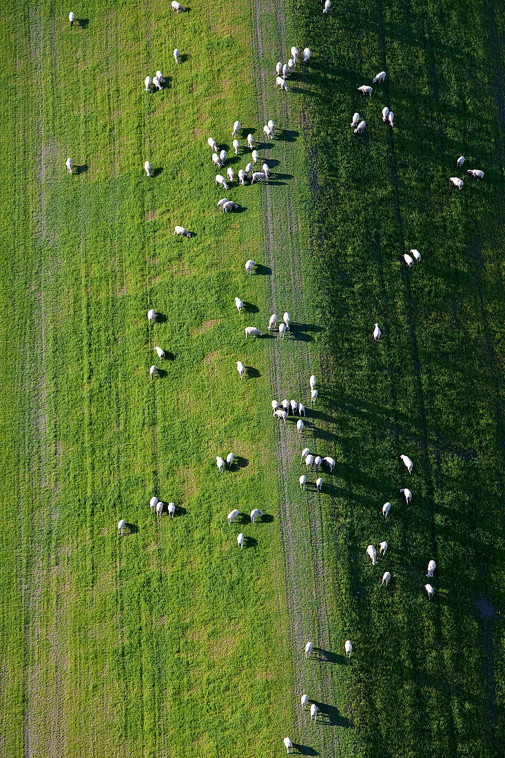 Schafe auf Salzwiese am Weserdeich, Niedersachsen, Deutschland
