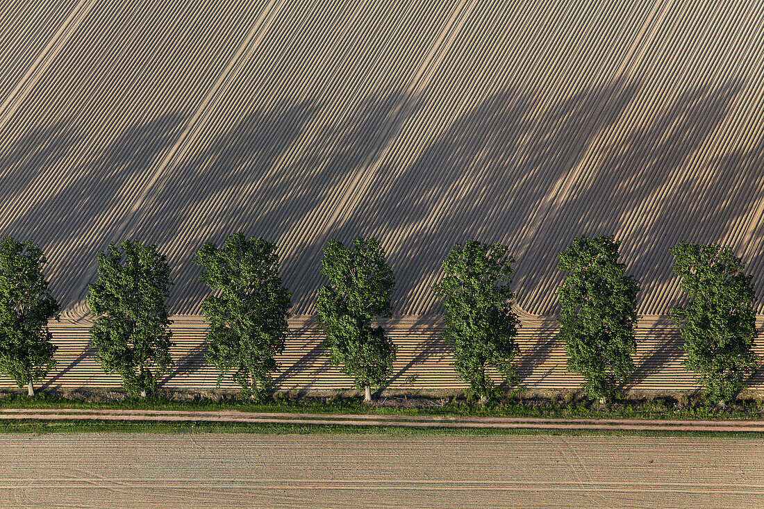 Aerial view of farm track parallel to trees, ploughmans furrows, patterns in the field, Lower Saxony, Germany