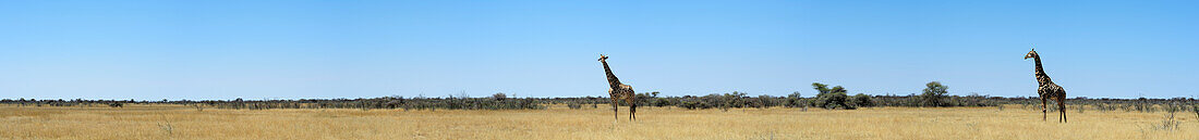 Panorama with two giraffes in savannah, Etosha National Park, Etosha salt pan, Namibia