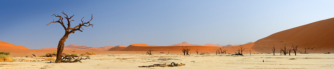 Panorama with dead trees and red sand dunes, Sossusvlei, Namib Naukluft National Park, Namib desert, Namib, Namibia