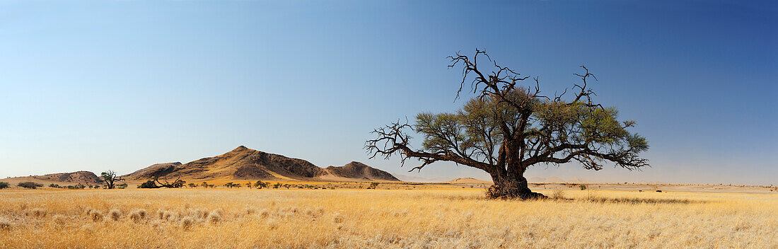 Panorama mit Kameldornbaum in Savanne, Acacia erioloba, Namibwüste, Namibia