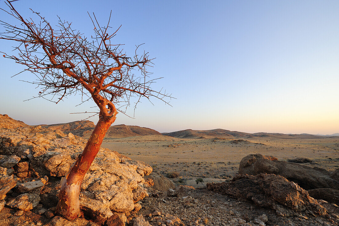 Baum bei Felsen über Savanne, Namib Naukluft National Park, Namibwüste, Namib, Namibia
