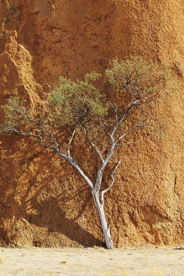 Junger Baum steht vor roter Granitfelswand, Spitzkoppe, Namibia
