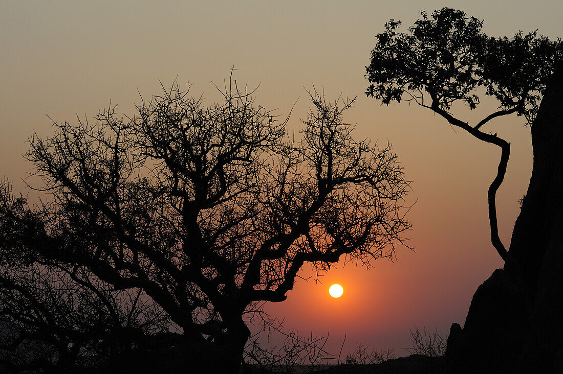 Sonnenuntergang mit Bäumen als Schattenriss, Große Spitzkoppe, Namibia