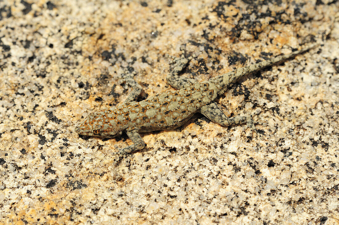 Gecko laying camouflaged on slab, Erongo mountains, Namibia