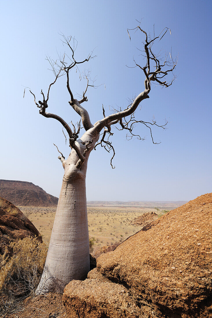 Kahler Baum über Savanne, Damaraland, Namibia