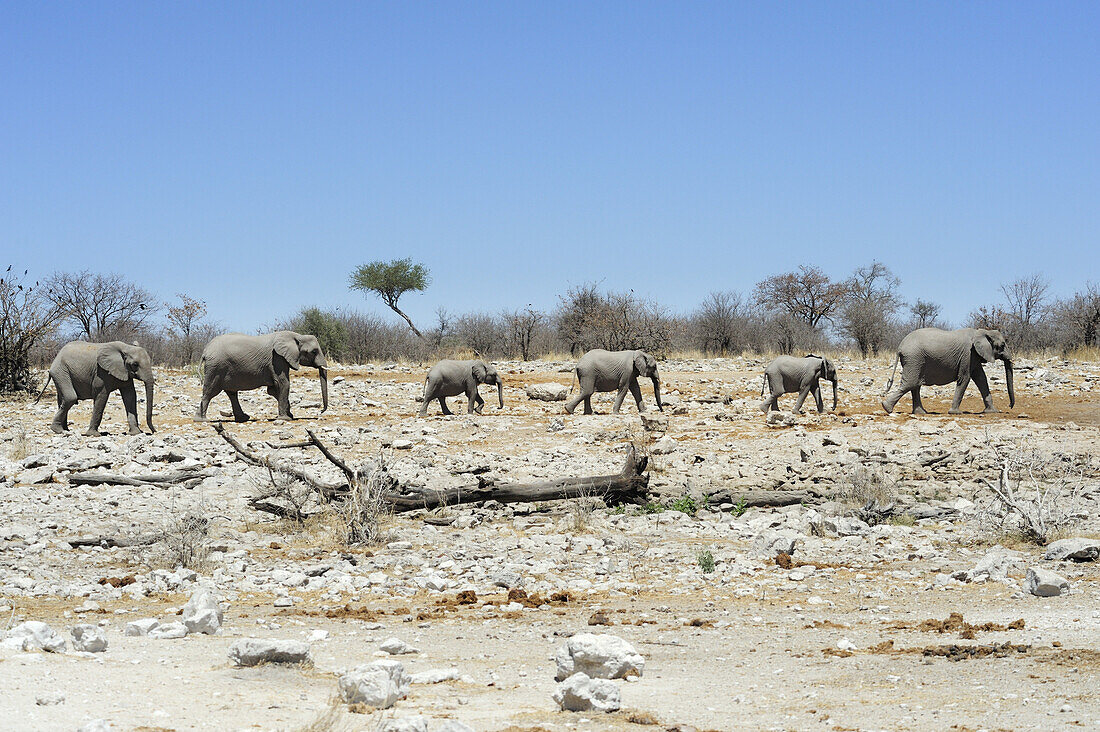 Elefantenherde mit Jungen geht zum Wasserloch, Loxodonta africana, Etosha National Park, Namibia