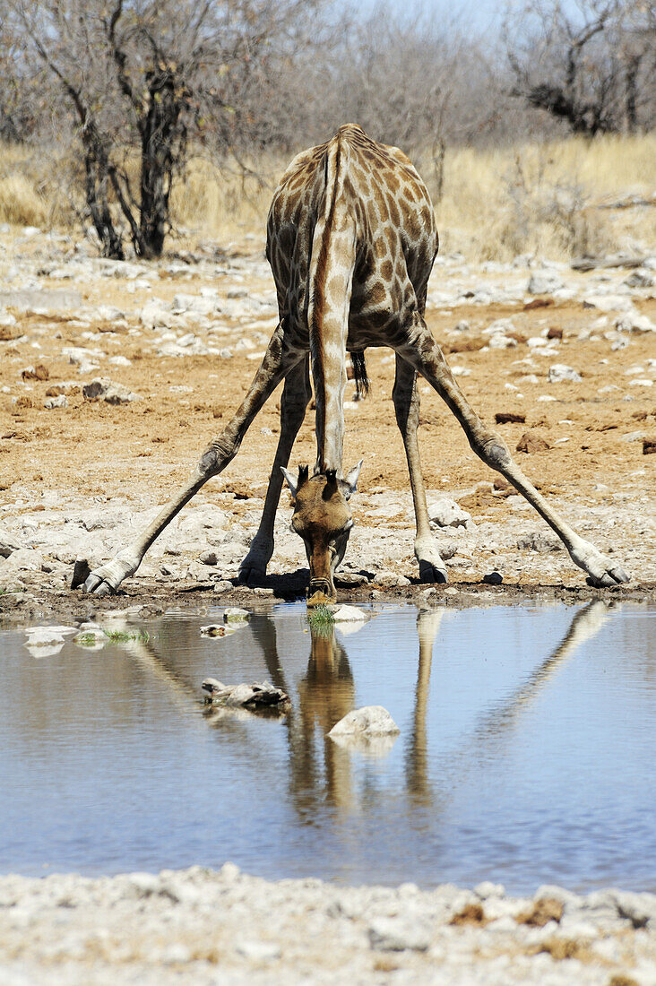 Giraffe drinking from waterhole, Giraffa camelopardalis, Etosha National Park, Namibia