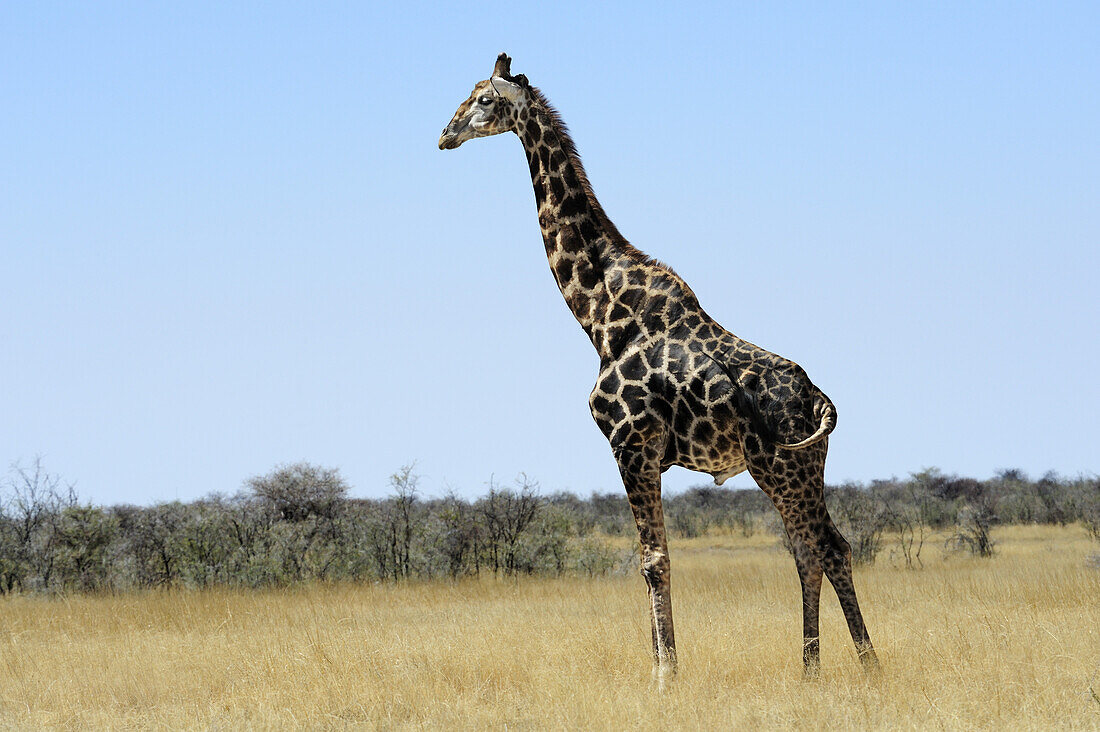 Giraffe standing in savannah, Giraffa camelopardalis, Etosha National Park, Namibia