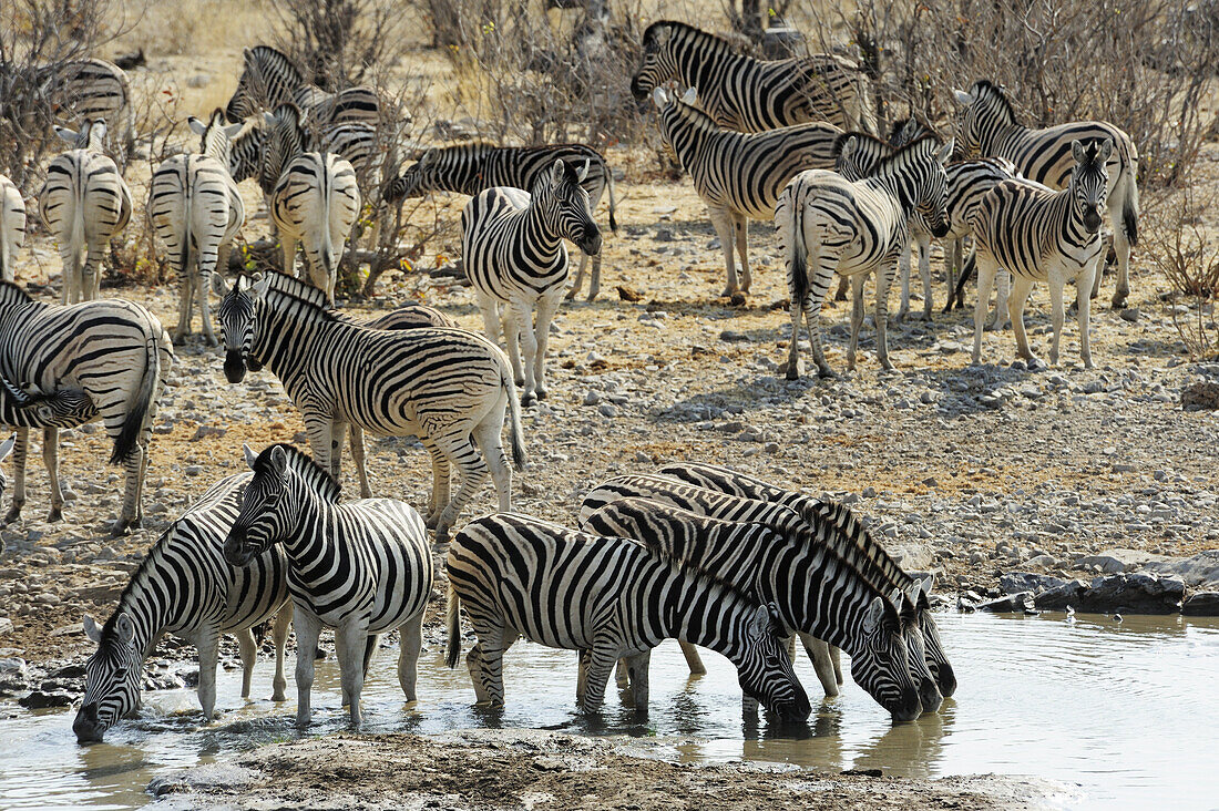 Herde Zebra trinkt am Wasserloch, Steppenzebra, Equus burchelli, Etosha National Park, Namibia