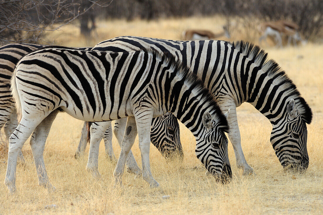 Herde Zebra grast in Savanne, Steppenzebra, Equus burchelli, Etosha National Park, Namibia