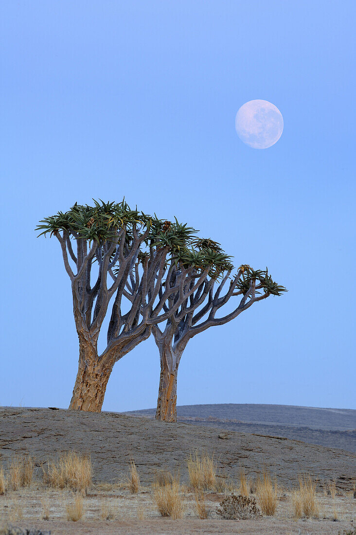 Zwei Köcherbäume mit Mond, Aloe dichotoma, Namib Naukluft National Park, Namibwüste, Namib, Namibia