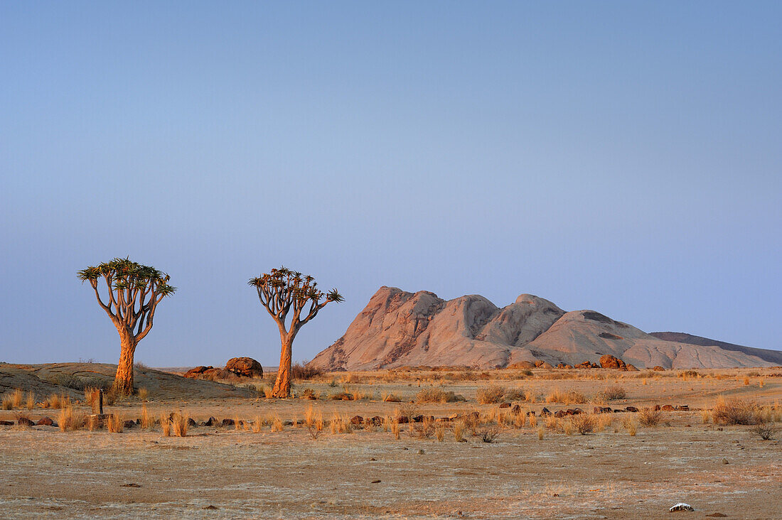 Two quiver trees in front of Blutkoppe, Aloe dichotoma, Namib Naukluft National Park, Namib desert, Namib, Namibia