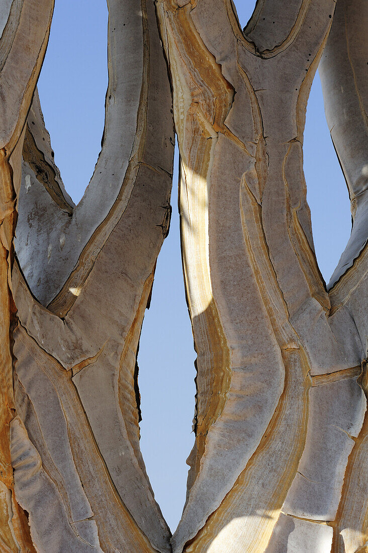 Stamm von Köcherbaum, Aloe dichotoma, Namibwüste, Namib, Namibia